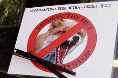 Профилактика бешенства